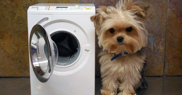 How Cute Is This Yorkie ?! And With His Own Dryer! ;) ⋆ It's A Yorkie Life