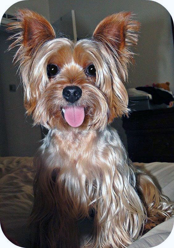 What s On The Agenda For Today It s A Yorkie Life what-s-on-the-agenda-for-today-it-s-a-yorkie-life