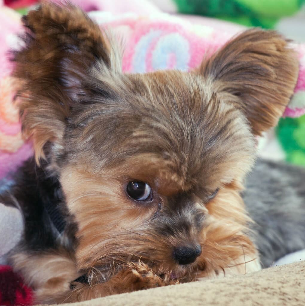 This is mine – get your own. ⋆ It's a Yorkie Life