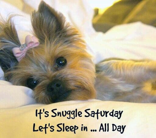 It’s snuggle Saturday! ⋆ It's a Yorkie Life