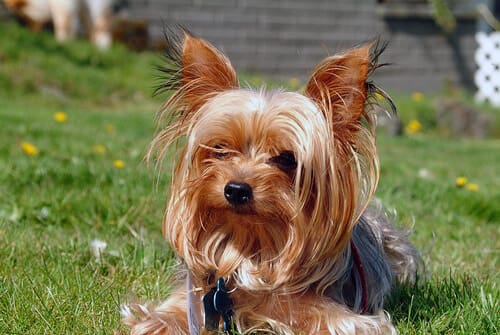 Lawn Dog ⋆ It's a Yorkie Life