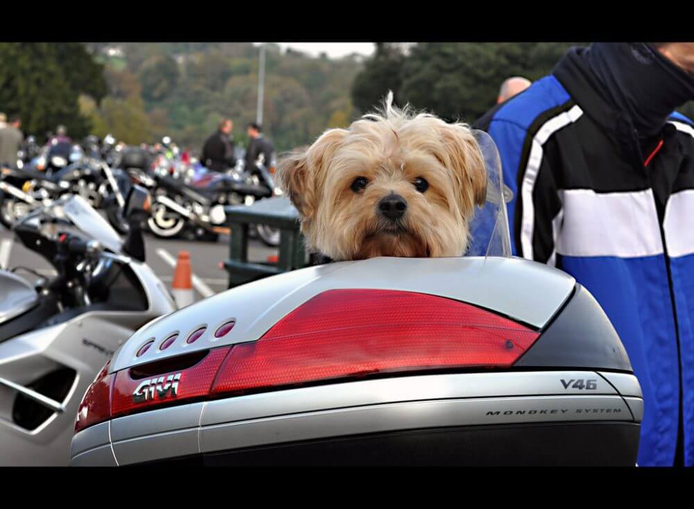 Hog Dog ⋆ It's a Yorkie Life