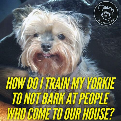how to stop my yorkie from barking