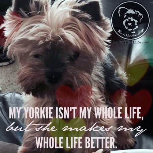 ⋆ It's a Yorkie Life