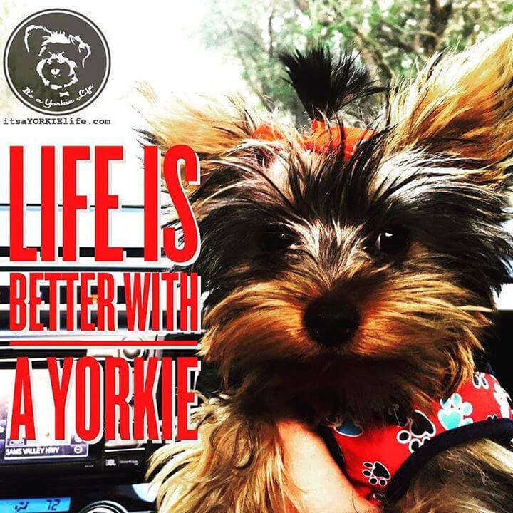 ⋆ It's a Yorkie Life