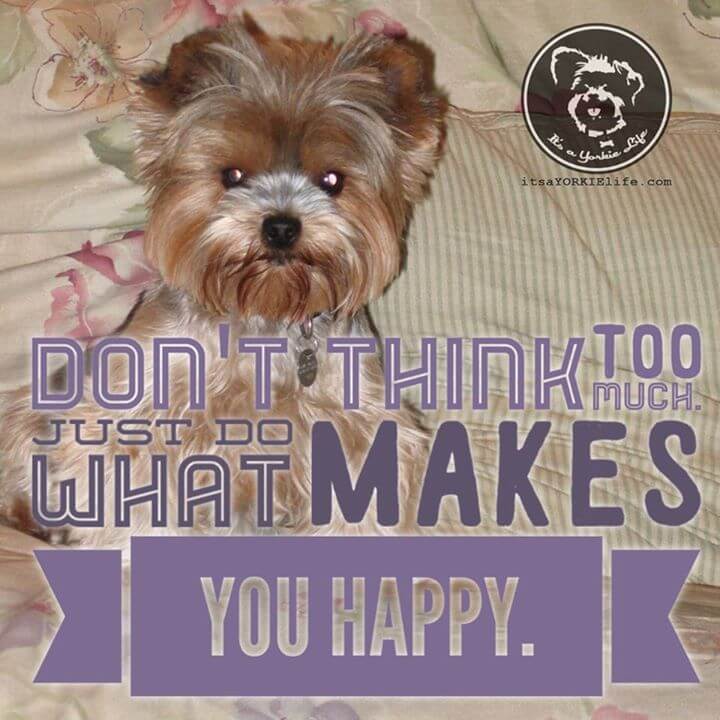 Are you happy – or are you thinking? ⋆ It's a Yorkie Life