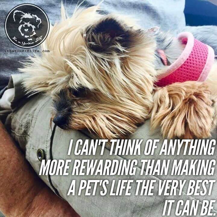 It’s a privilege to create a life for a Yorkie. ⋆ It's a Yorkie Life