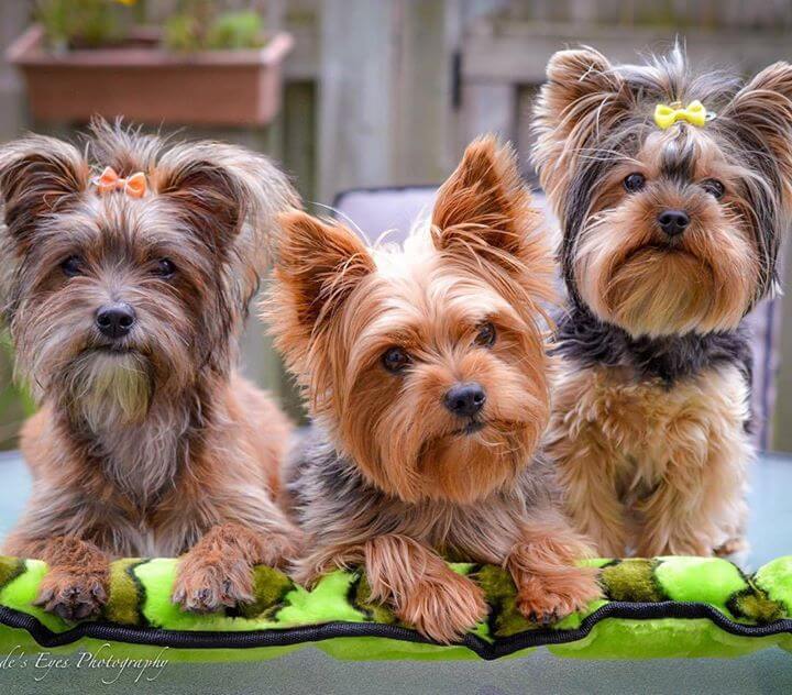 ⋆ It's a Yorkie Life