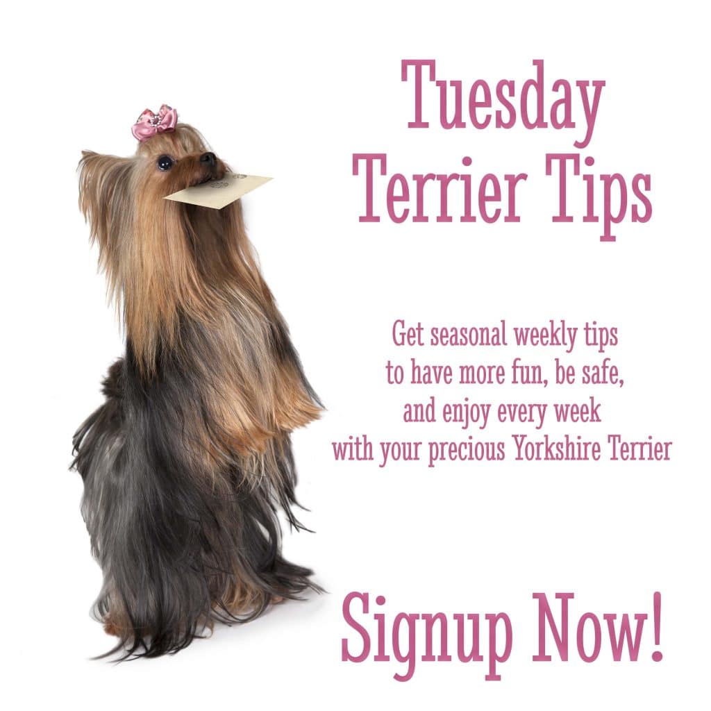 Tuesday Terrier Tips