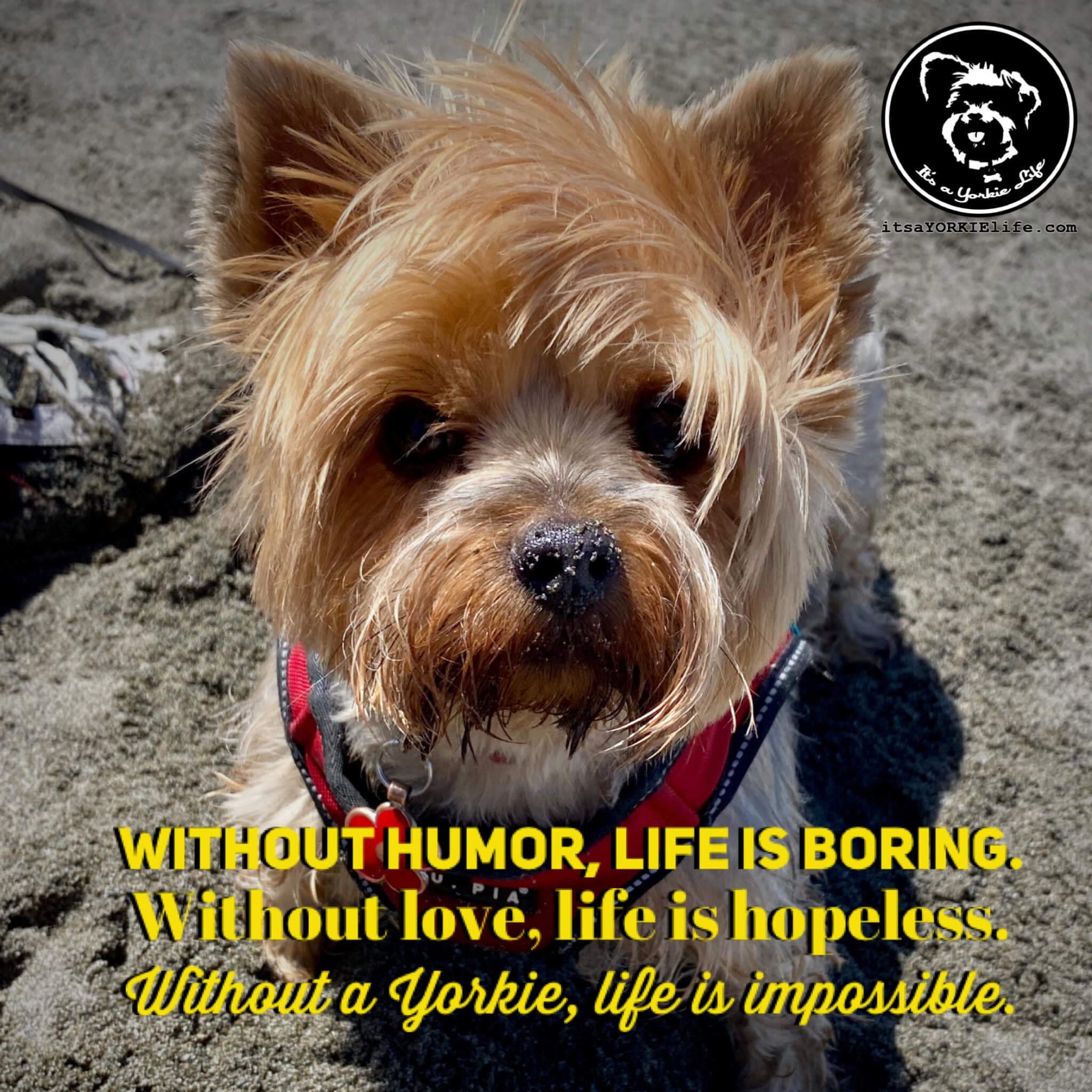 Without humor life is boring. Without love life is hopeless. Without a ...