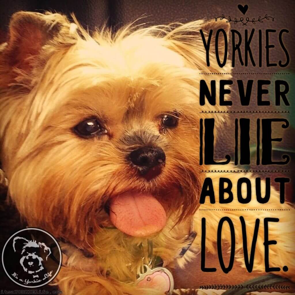 ⋆ It's a Yorkie Life