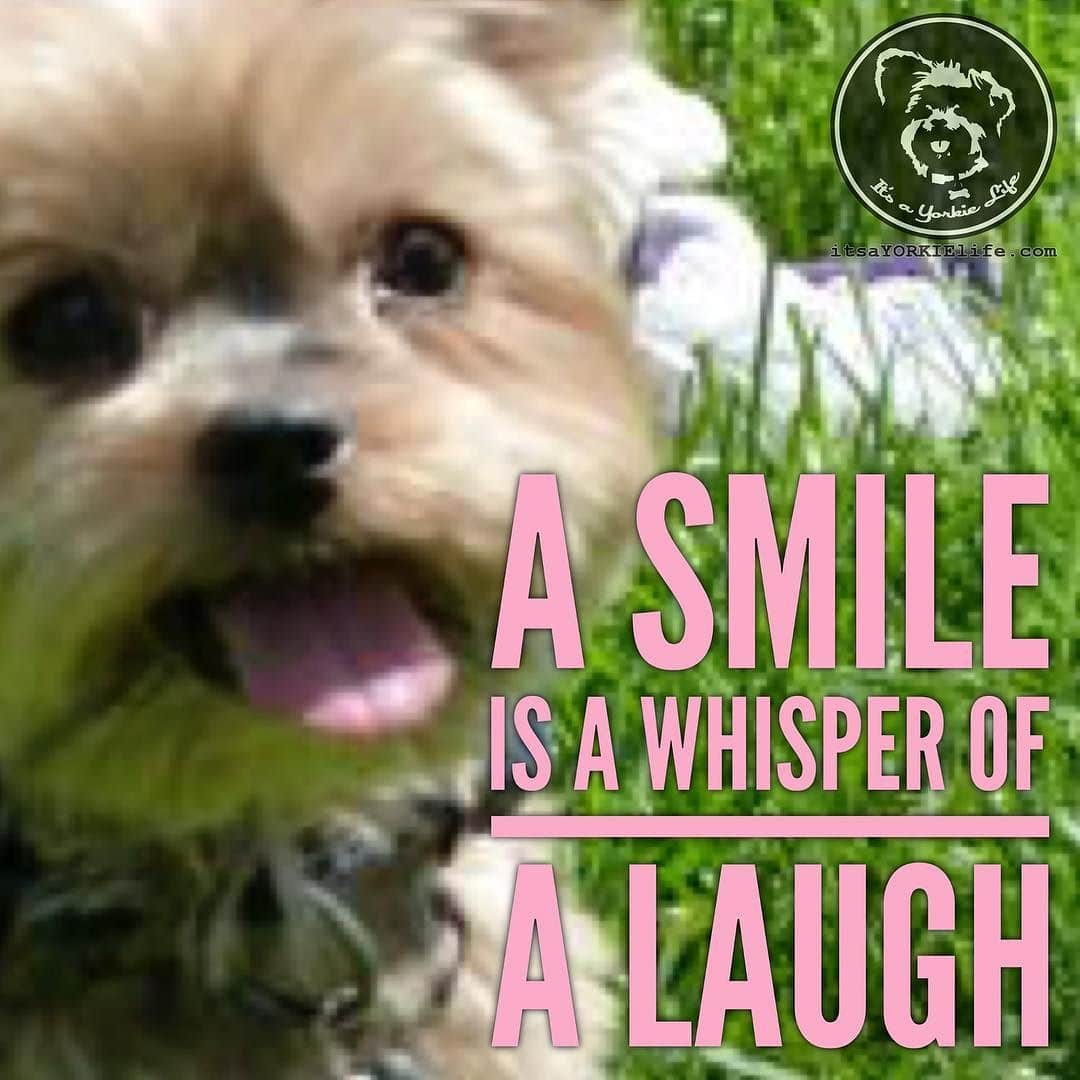 I’ll take your smile, your laugh, and even your tears ⋆ It's a Yorkie Life