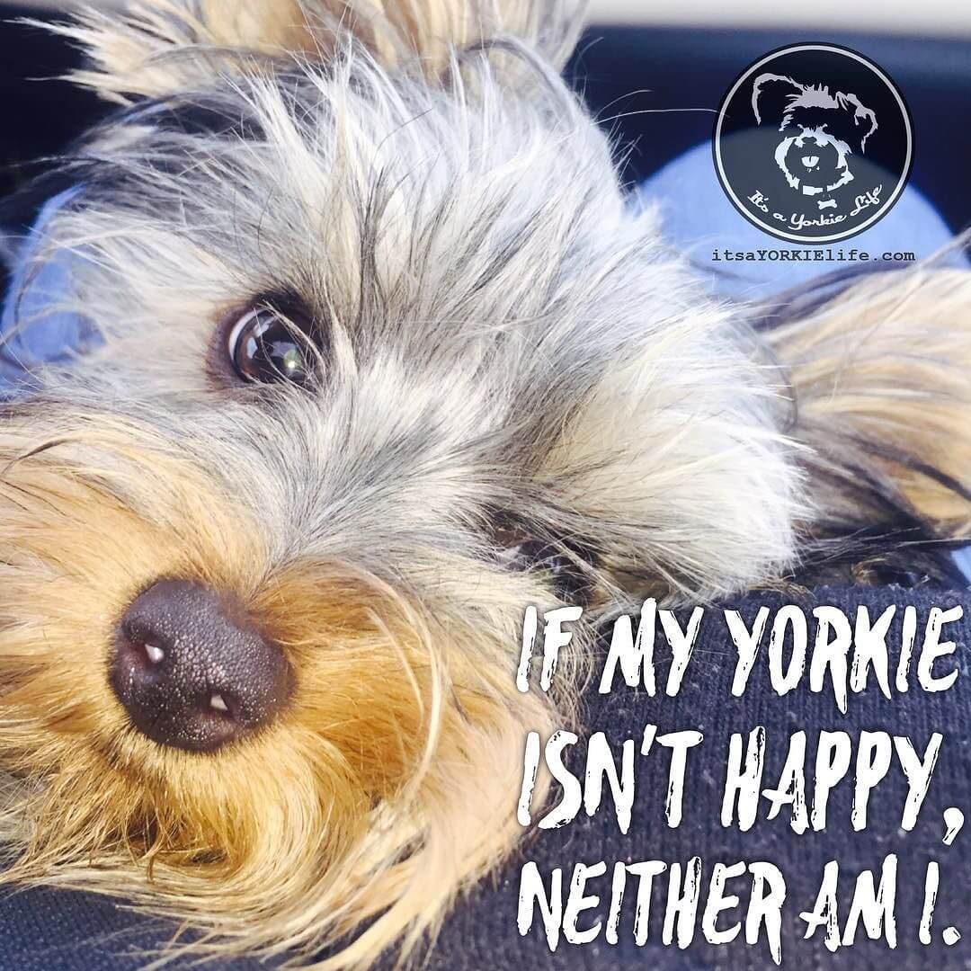 Happy Yorkie, happy life. ⋆ It's a Yorkie Life