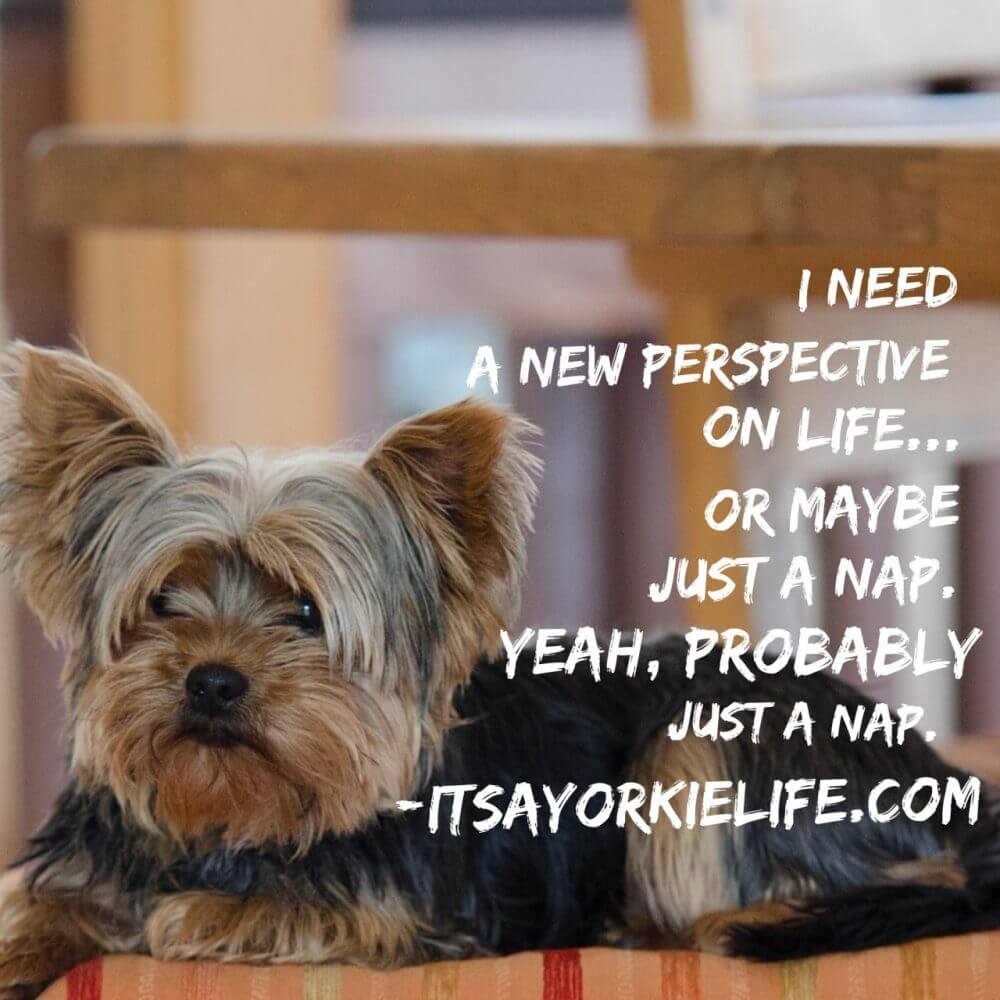 naps-make-it-all-better-it-s-a-yorkie-life