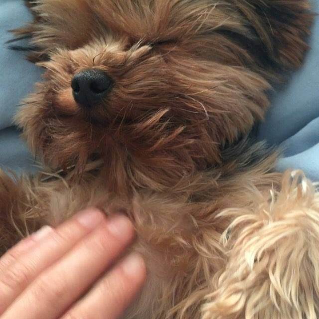 That’s the spot!!! ⋆ It's a Yorkie Life