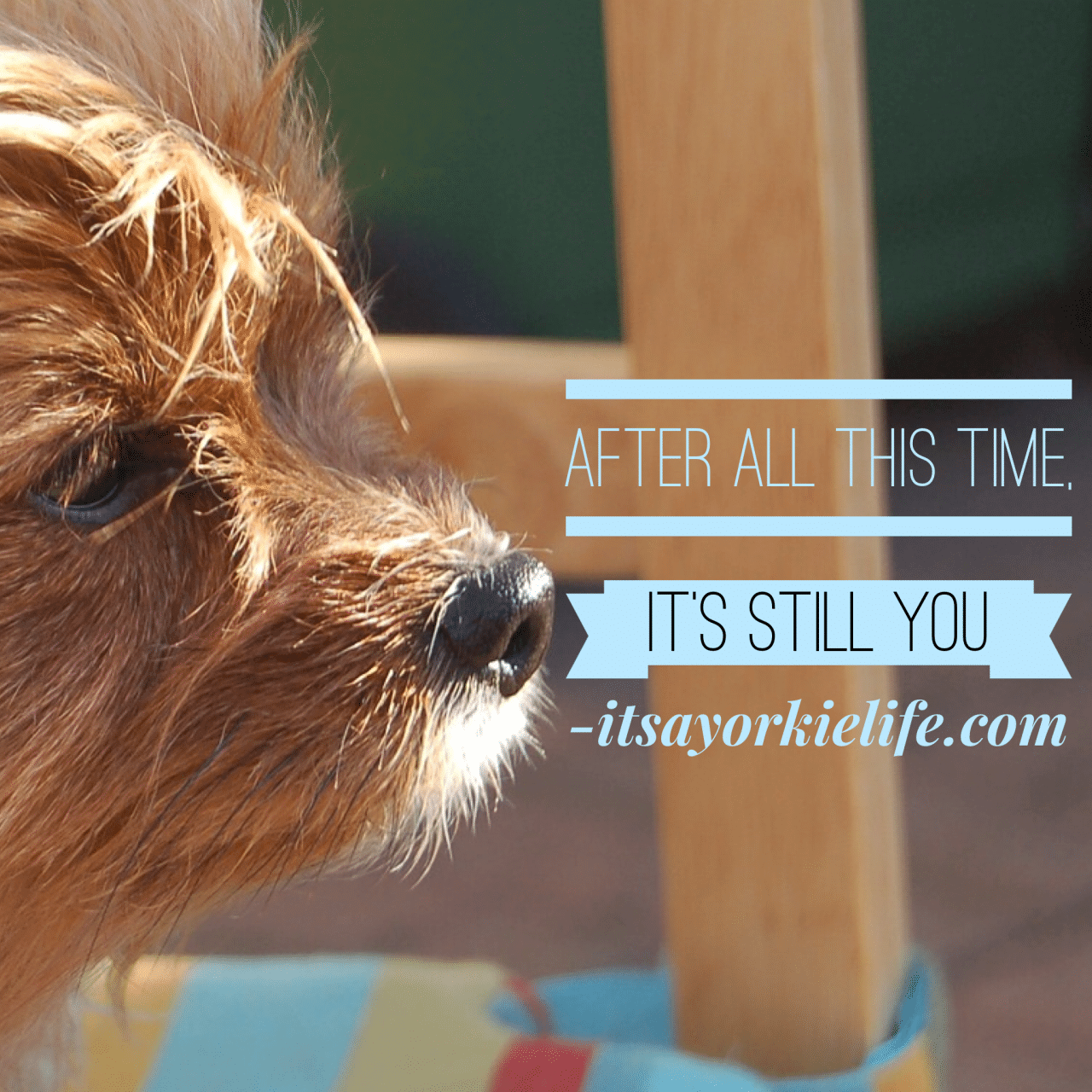 Always and furever ⋆ It's a Yorkie Life