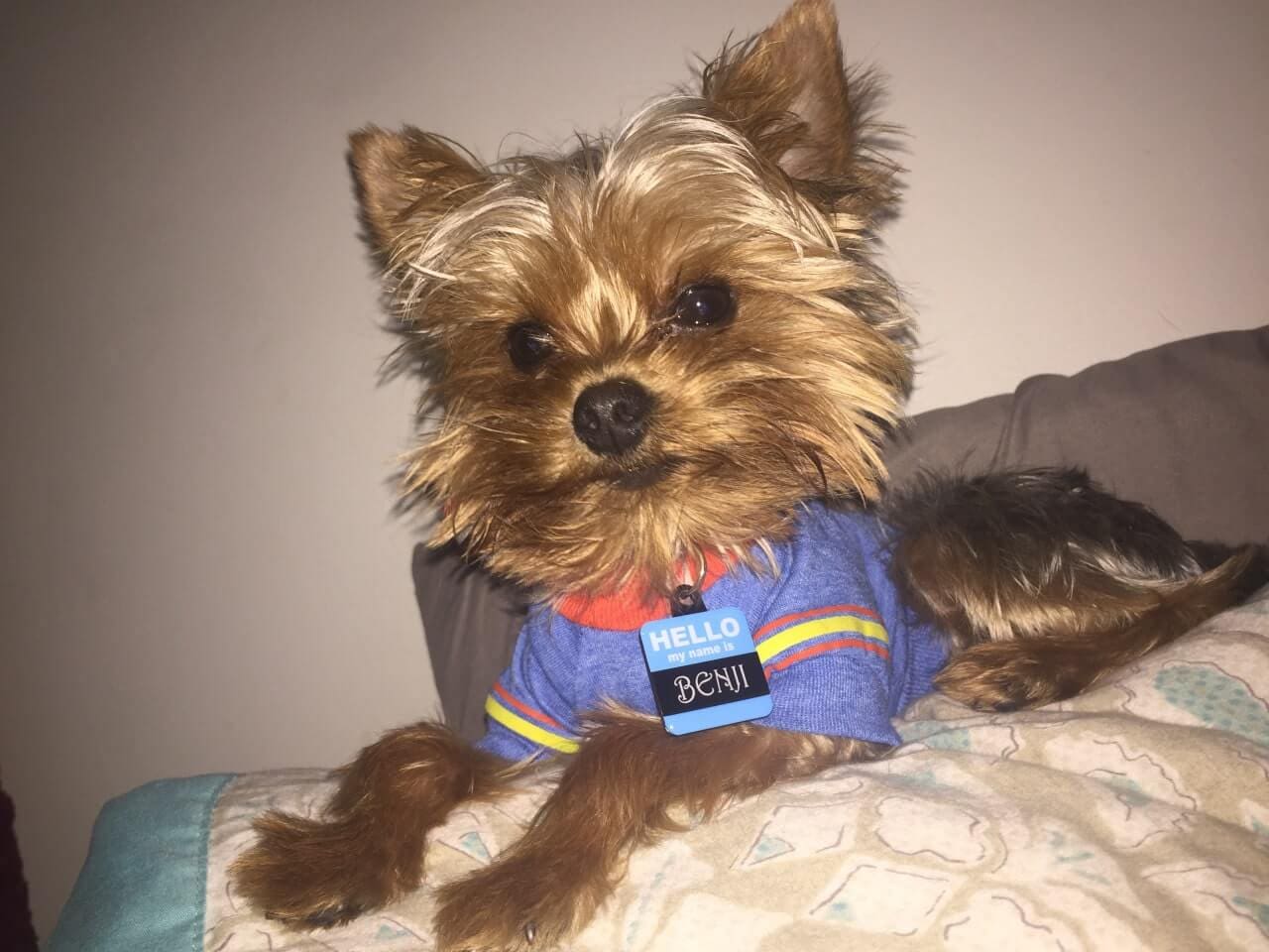 ⋆ It's a Yorkie Life