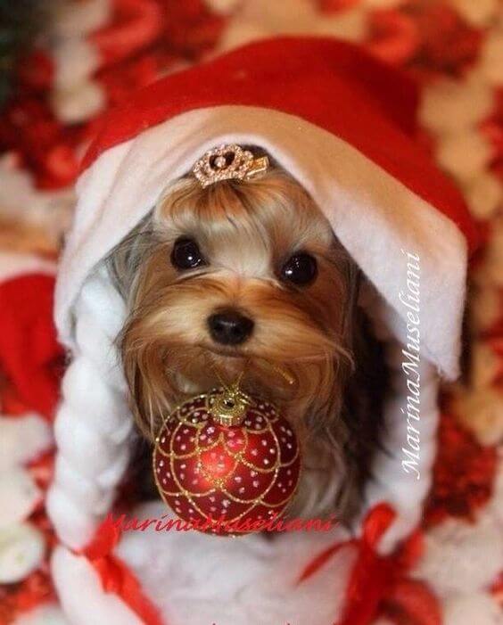 Such A Precious Holiday Princess! ⋆ It's A Yorkie Life