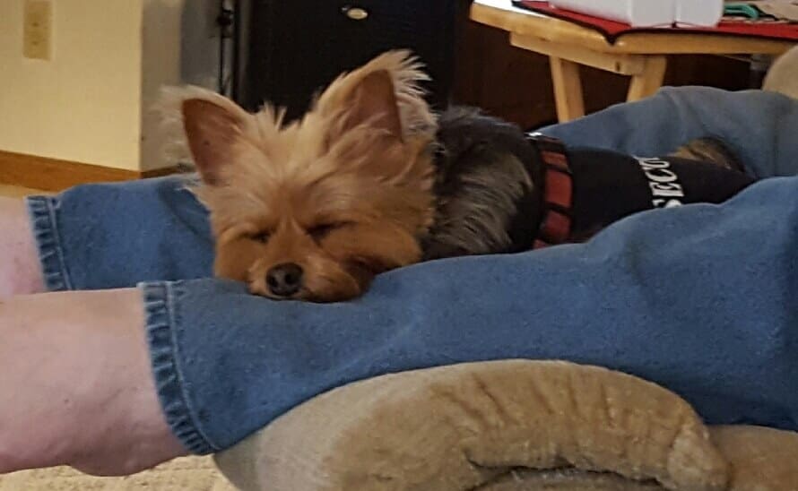 Snoozin  on Dads  lap on a Sunday afternoon.
