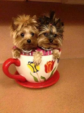 Too sweet! ⋆ It's a Yorkie Life