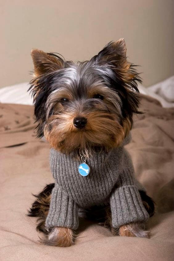 Did you take my bone? ⋆ It's a Yorkie Life