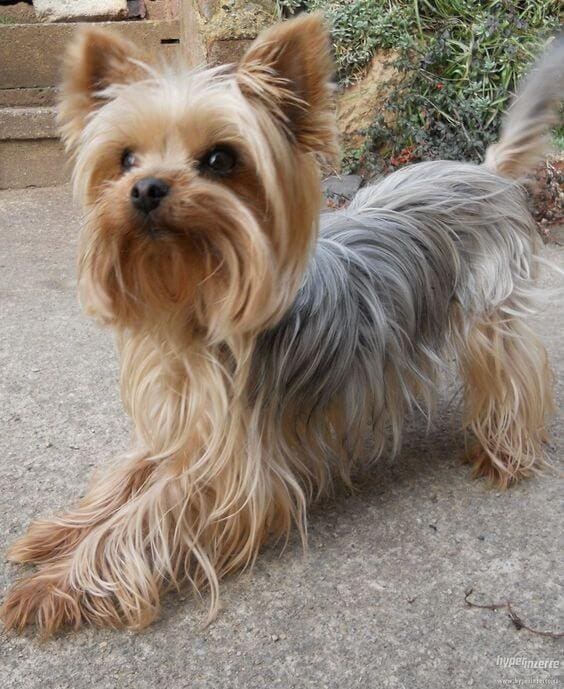 What Does It Mean When Your Yorkie Throws Up at Connie Watson blog