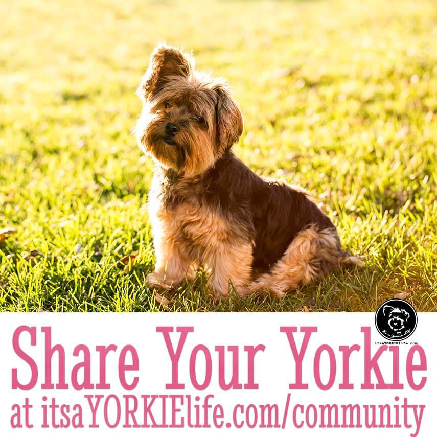 bosco-says-time-to-share-your-yorkshire-terrier