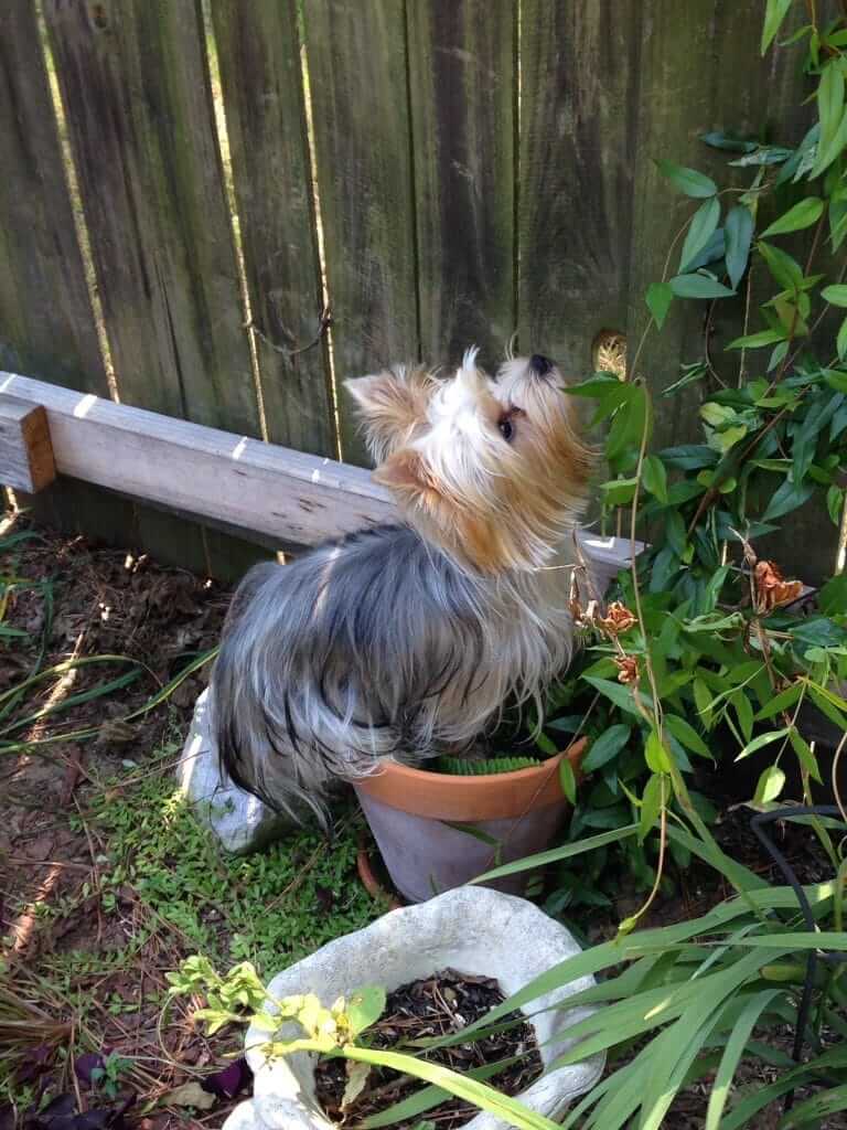 I love helping Momma work in her flowers!