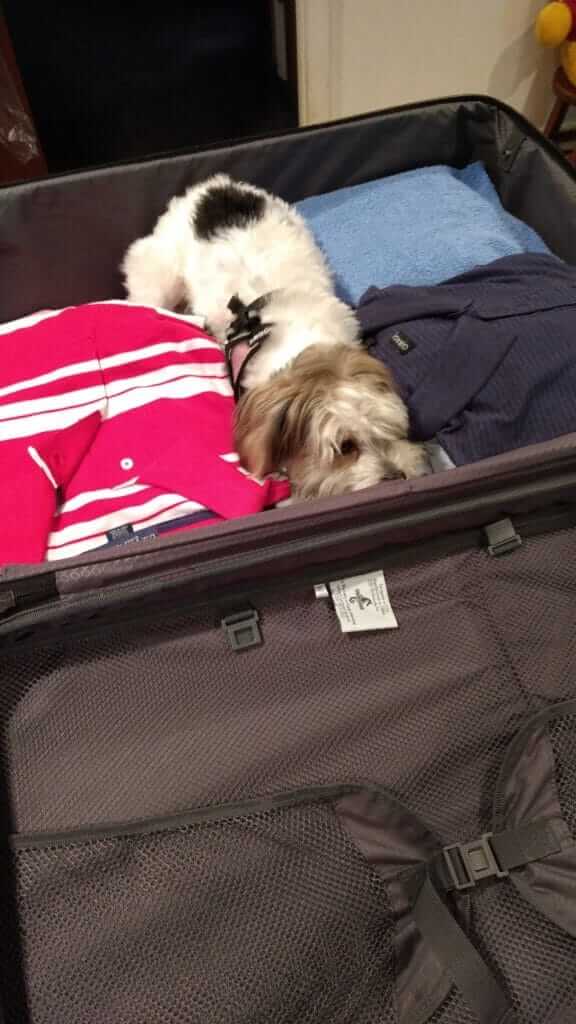 I'm just hiding in your suitcase... Please take me with you!!!