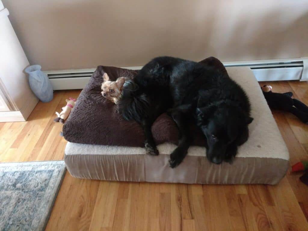 Lucy with Indy