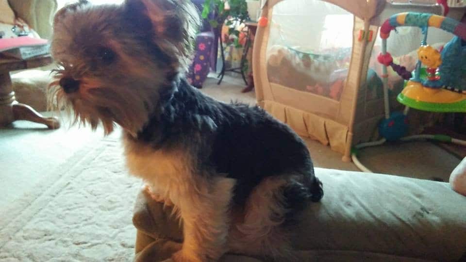 Little Willie