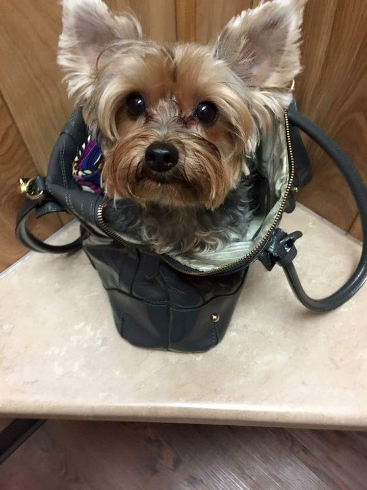 Ciel loves to shop!