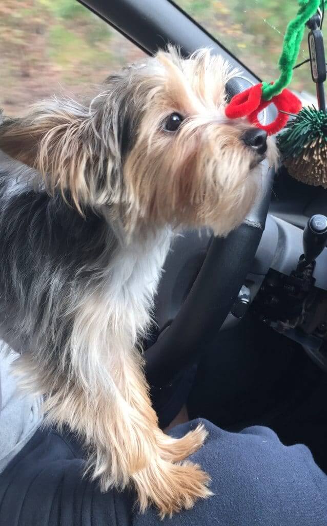 Always take time to smell the roses! Even the fake ones.