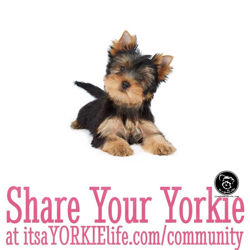 maddie-says-time-to-share-your-yorkshire-terrier