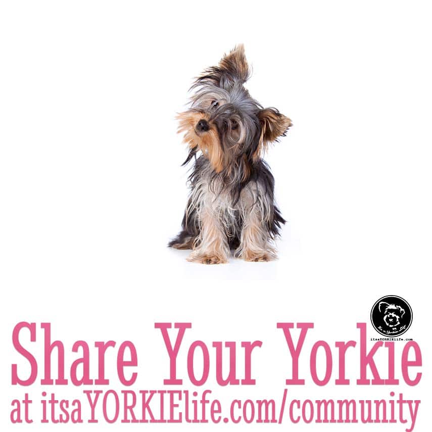 teddy-says-time-to-share-your-yorkshire-terrier