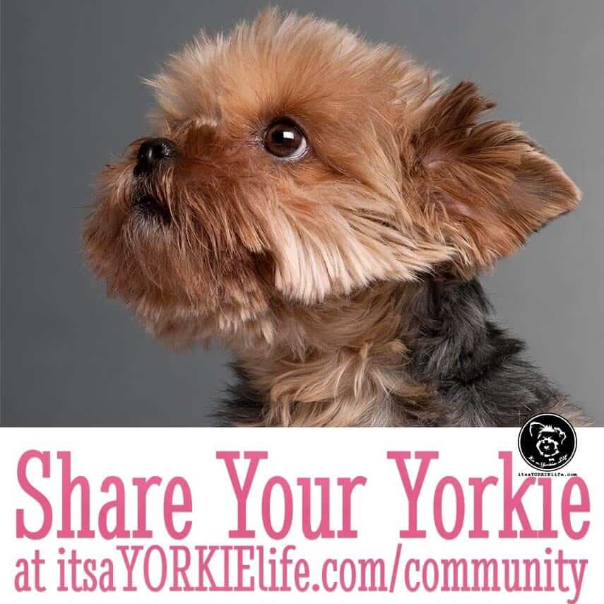 toby-says-time-to-share-your-yorkshire-terrier
