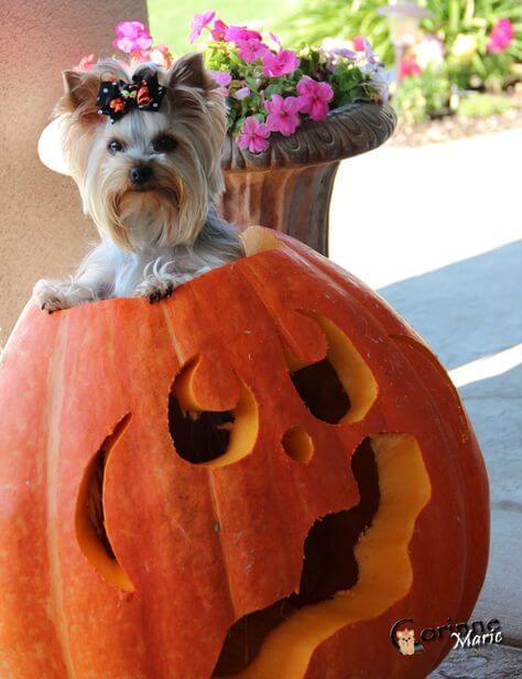 It’s the GREAT pumpkin! ⋆ It's a Yorkie Life