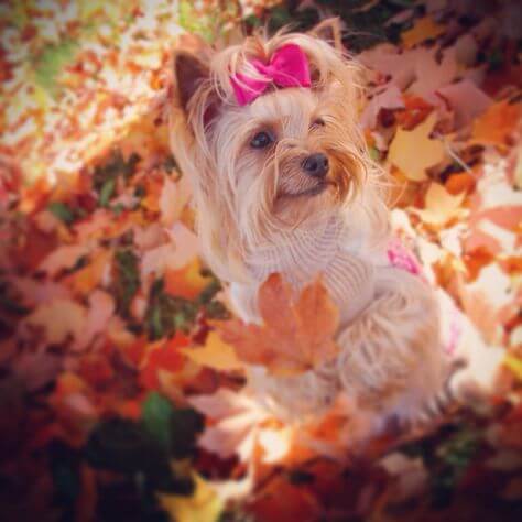 My favorite season ⋆ It's a Yorkie Life