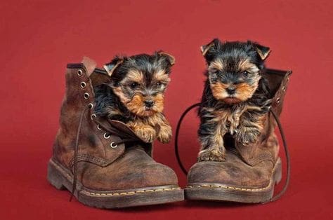 If we sit here, Daddy can't go to work ⋆ It's a Yorkie Life