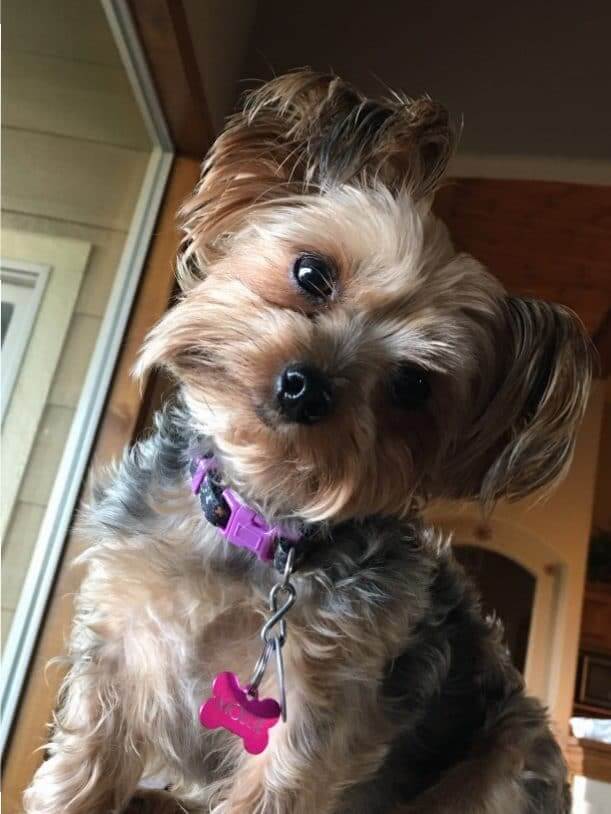 Andrea’s Mollie ⋆ It's a Yorkie Life