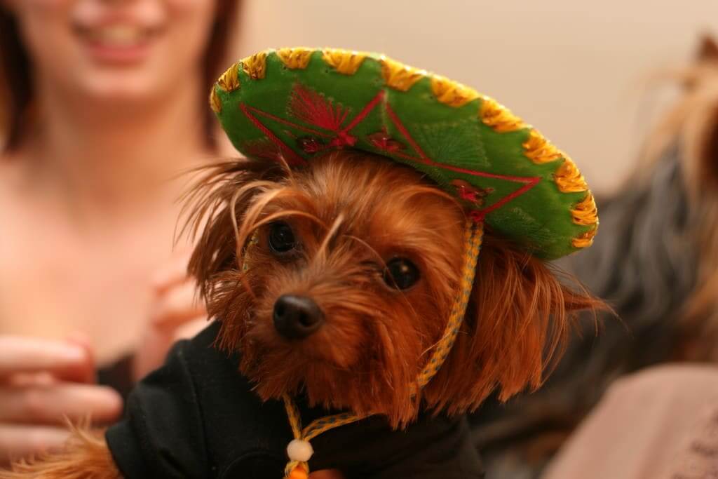 Can we have Cinco de Mayo now? ⋆ It's a Yorkie Life