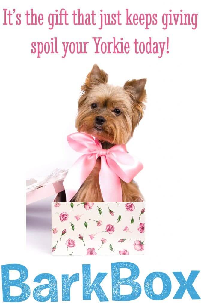 Yorkshire terrier in a gift box