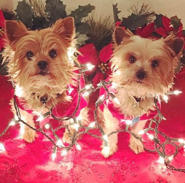 Brandy’s Bella & Brody ⋆ It's a Yorkie Life