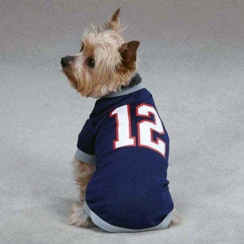 Tom brady 2024 dog collar