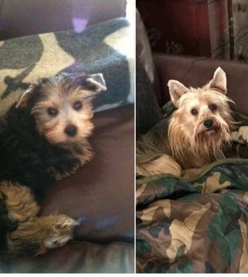 Rachael Ann through the years ⋆ It's a Yorkie Life