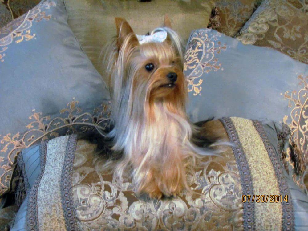 cheryl’s Tink ⋆ It's a Yorkie Life