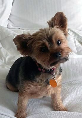 Heather’s Piper Jo ⋆ It's a Yorkie Life