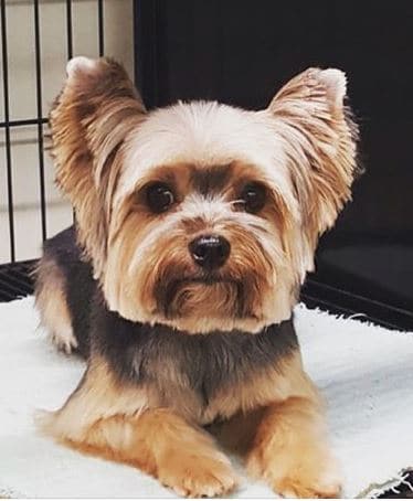 MOLLY’s BELLA ⋆ It's a Yorkie Life