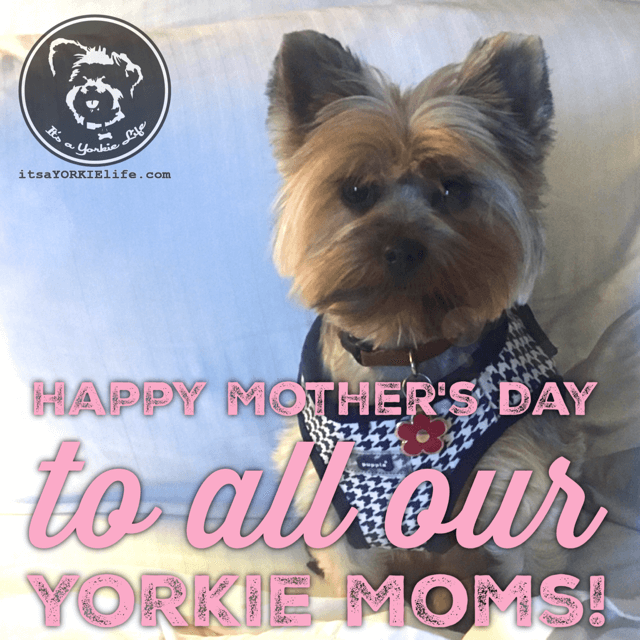 Happy mothers day sales yorkie