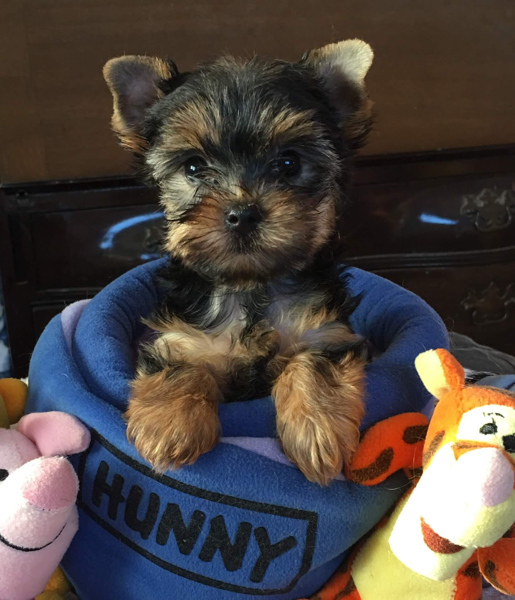 Cheryl’s Carly Rose ⋆ It's a Yorkie Life